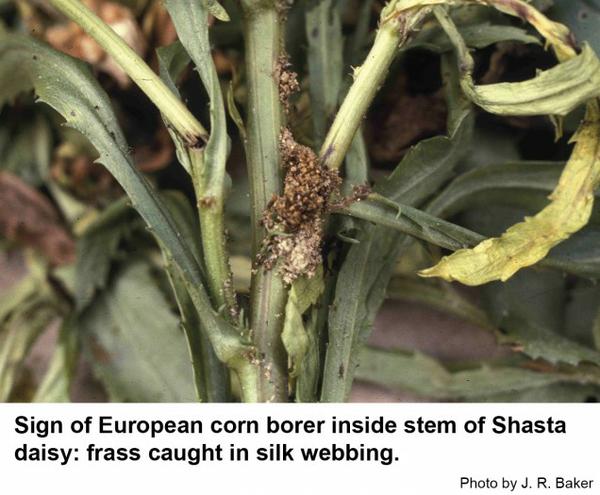 Sign of European corn borer inside stem of Shasta daisy: frass caught in silk webbing.