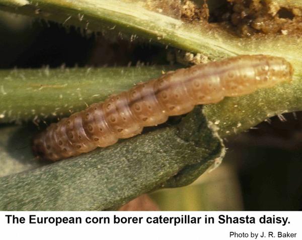 The European corn borer caterpillar in Shasta daisy.