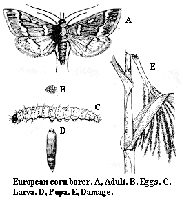 European corn borer. A. Adult. B. Egg. C. Larva. D. Pupa. E. Dam