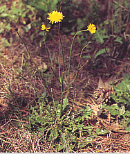 Photo of false dandelion