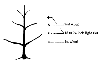 Figure 1. Side view of a central leader tree.