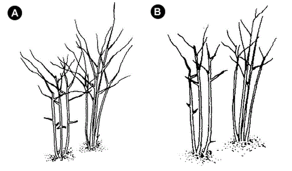 Figure 2. An erect blackberry plant (A) before pruning and (B) a