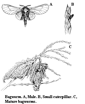 Bagworm. A. Male. B. Small caterpillar. C. Mature bagworms.