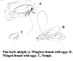 Pine bark adelgid. A. Wingless female with eggs. B. Winged femal