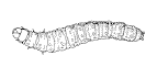 Figure 5. Pickleworm.