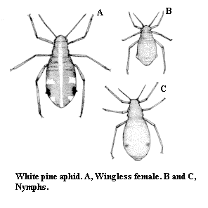 White pine aphid. A. Wingless female. B and C. Nymphs.