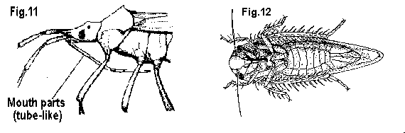 Figure 11 and Figure 12