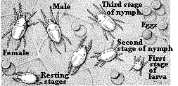 Figure 5. Twospotted spider mite.