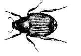 Figure 2. Japanese beetle.