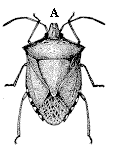 Figure 5A. Stink bug.