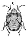 Figure 5C. Stink bug nymph.