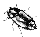 Figure 6. Dusky sap beetle.