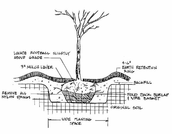 Figure 2. Planting technique for B&B trees.