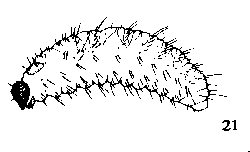 Figure 21. Weevils.