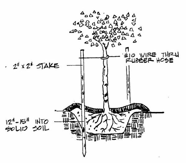 Figure 3. Staking method for landscape tree. Be certain to drive