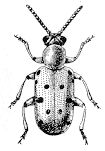Figure 3. The spotted asparagus beetle is red-orange or tan
