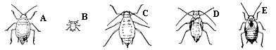 Figure 18 A-E, line drawings of aphids