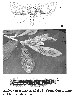 Line drawing and photograph of azalea moth and caterpillars