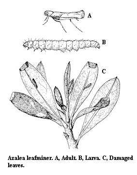 Line drawings of azalea leafminer adults, larva and leaf damage
