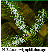Figure H. Balsam twig aphid damage.