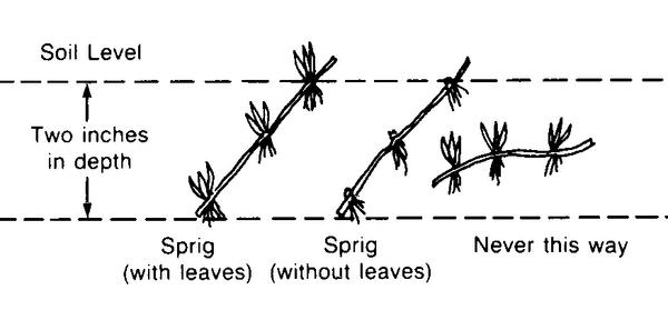 Cross-section of soil and sprigs planted correctly and incorrect