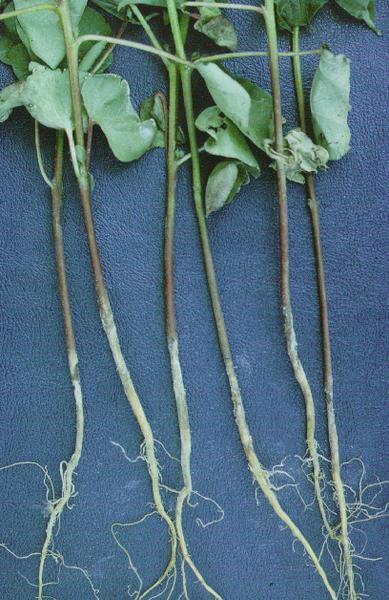 Photo of cotton seedlings with "sore shin" phase of disease