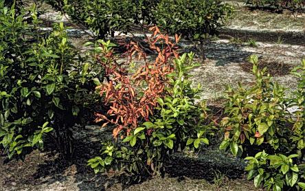 blueberry bushes with area of brown leaves