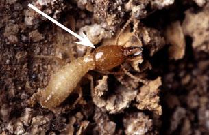 Figure 1. Formosan termite.