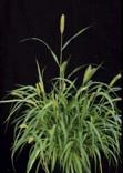 Photo of foxtail