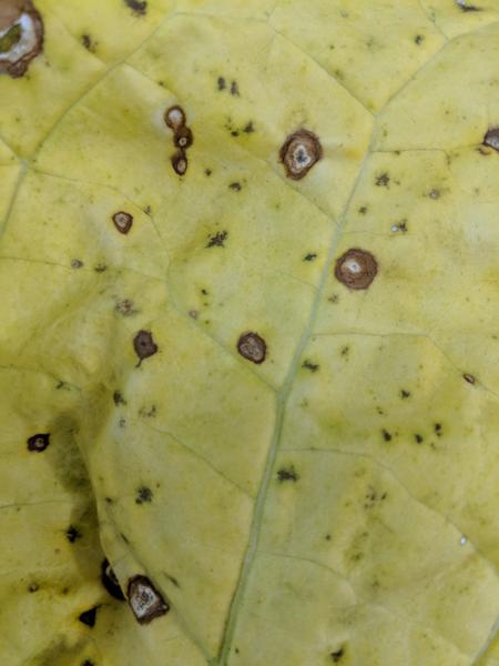 Photo of frogeye leaf spot on tobacco leaf