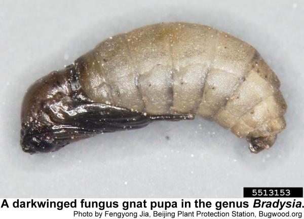 Darkwinged fungus gnat pupa
