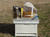 Figure 3. Beekeeping gear: hive, tool, smoker, and veil.