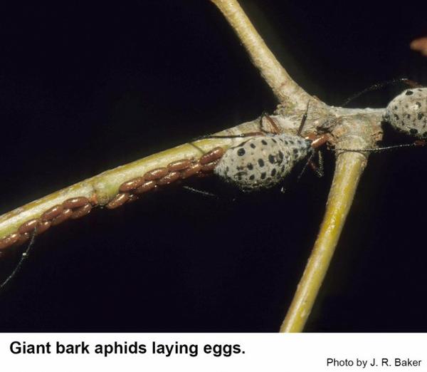 giant bark aphid laying eggs