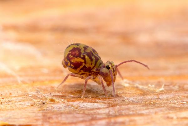 Thumbnail image for Springtails in Turf