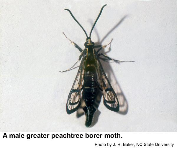 Dorsal view of a greater peachtree borer male