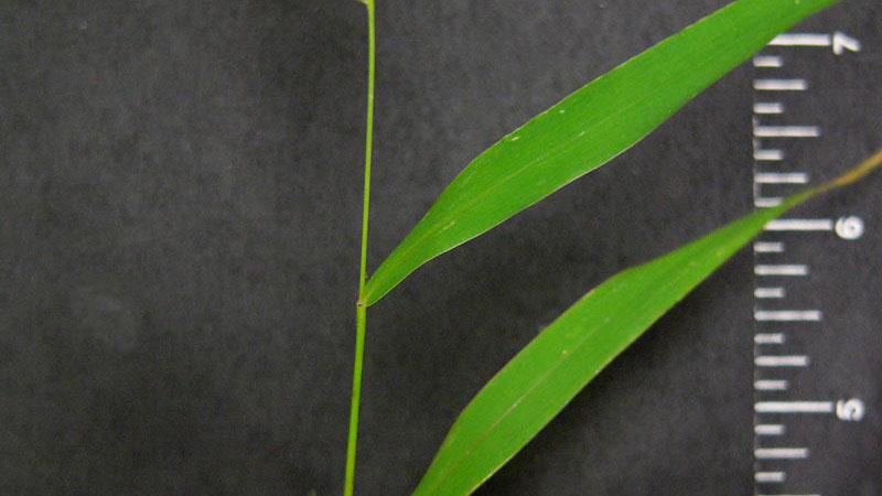 Green foxtail leaf blade width