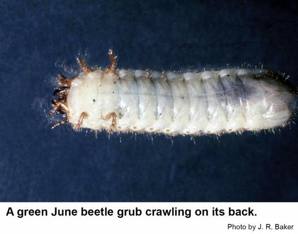 green June beetle grub crawling on its back