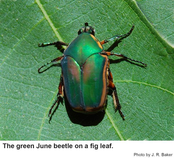 green June beetle on a fig leaf