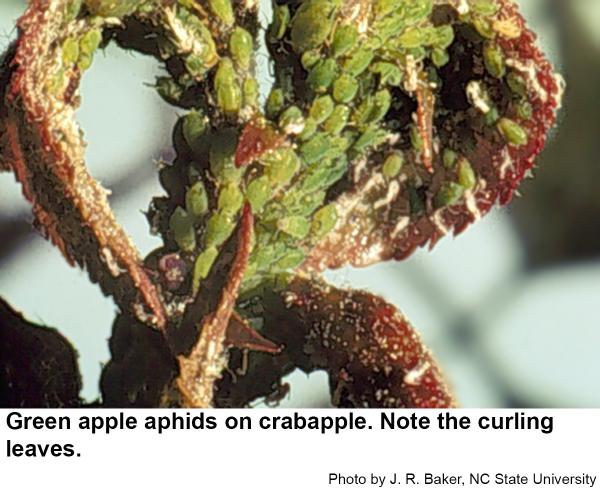 Green apple aphids on crabapple with curling leaves