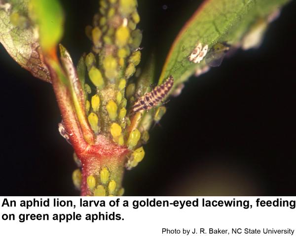 An aphid lion, larva of a golden-eyed lacewing, feeding on green apple aphids