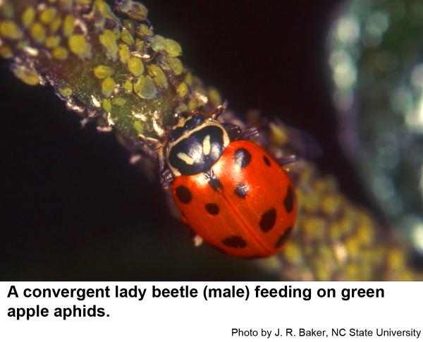 Convergent lady beetle (male) feeding on green apple aphids.