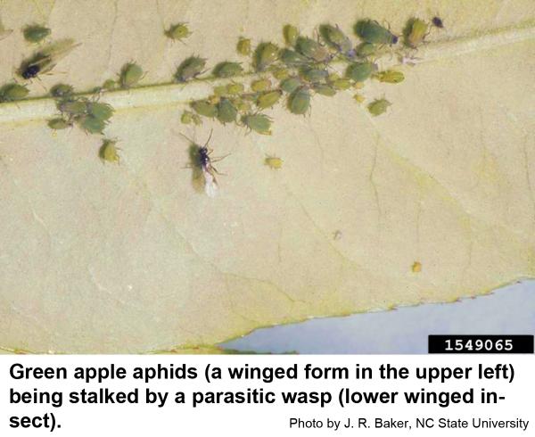 Green apple aphids (a winged form in the upper left) being stalked by a parasitic wasp (lower winged insect)