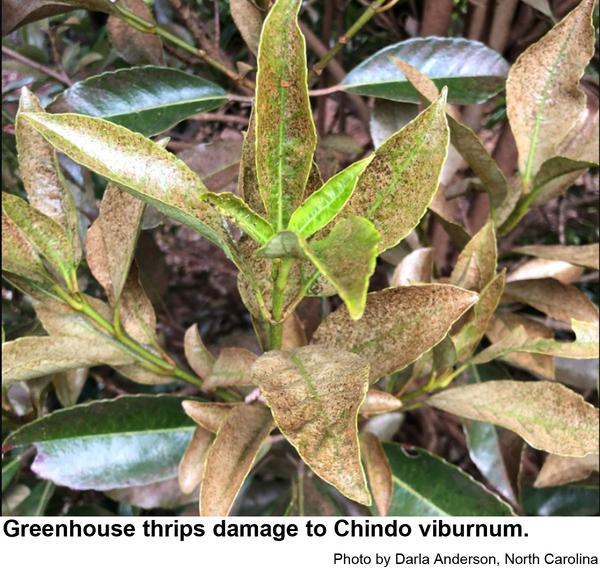 greenhouse thrips can cause severe damage