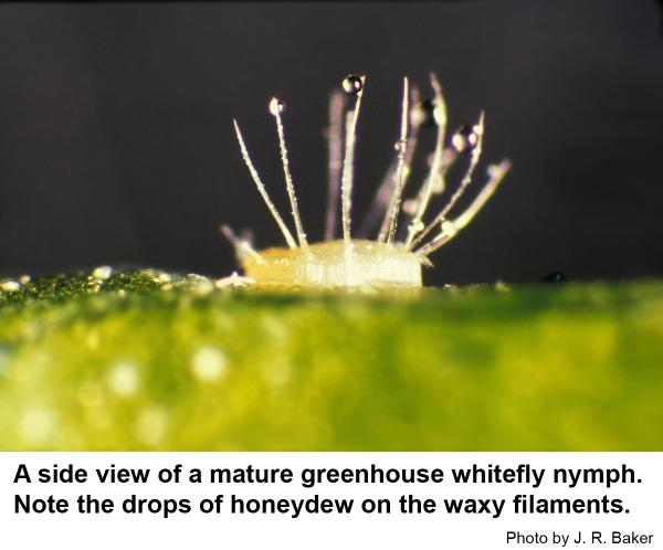 greenhouse whitefly pupa