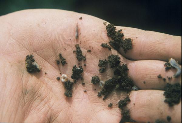 Palm of hand with some soil and young grubs