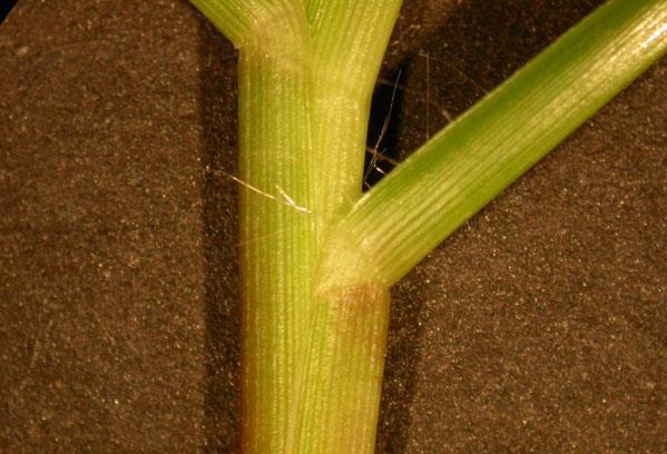 Figure 18. Bahiagrass hairy leaf base.