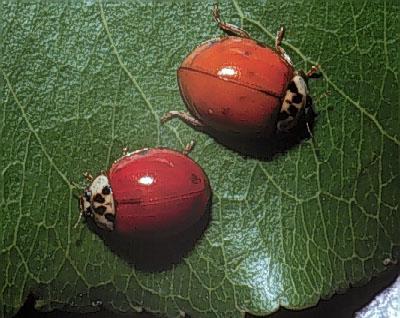 Figure 1. Multicolored Asian lady beetles.