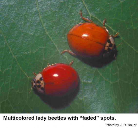 Multicolored lady beetles with "faded" spots