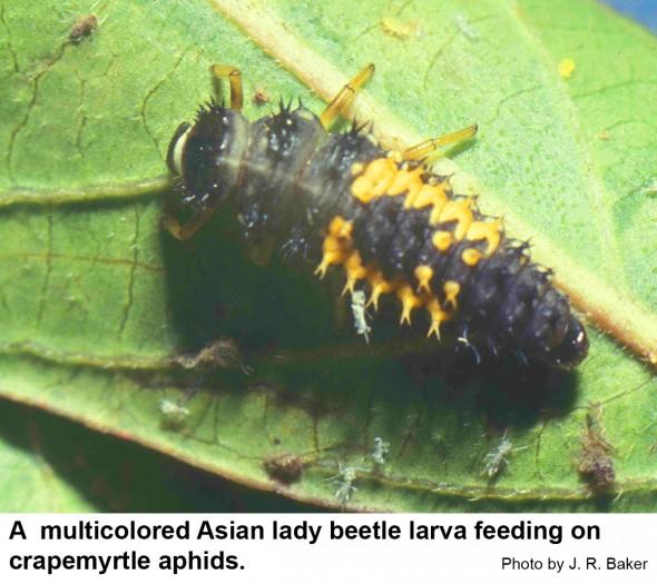 A multicolored asian lady beetle larvae feeding on crapemyrtle aphids