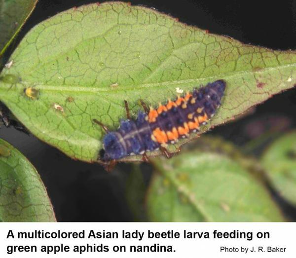 A multicolored Asian lady beetle larva feeding on green apple aphids on nandina.
